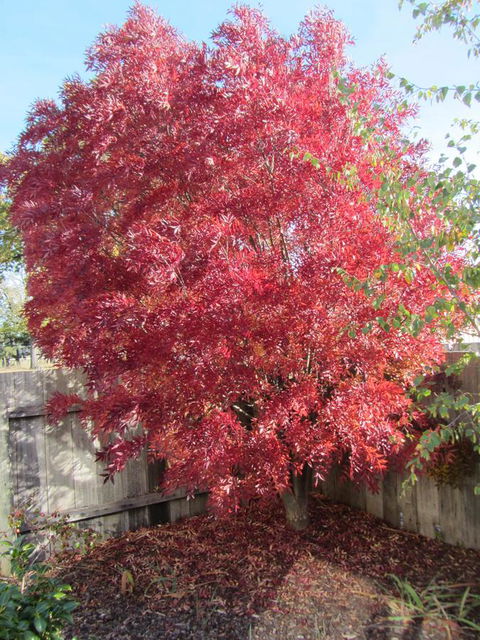 Elm Trees Accommodation @ Ross - Grafton Accommodation 22