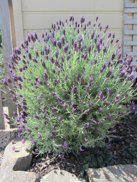 Elm Trees Accommodation @ Ross - Grafton Accommodation 23