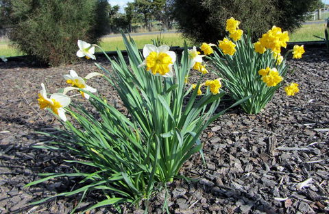 Elm Trees Accommodation @ Ross - Grafton Accommodation 26