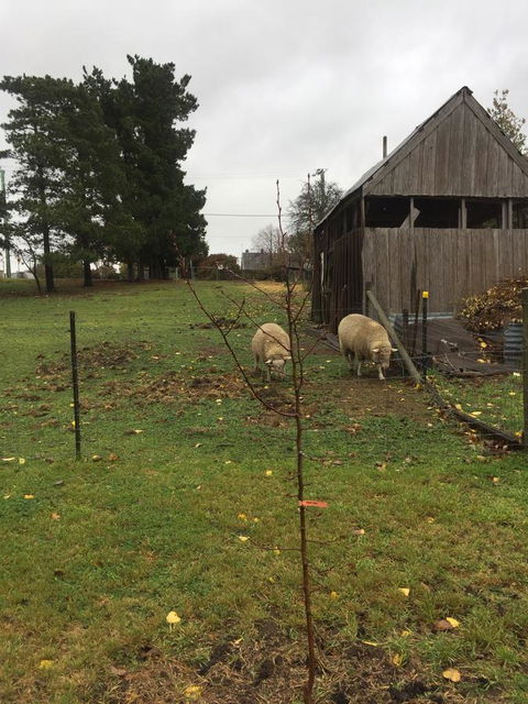 White Croft Cottage - Grafton Accommodation 7