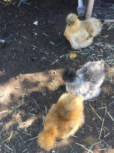 White Croft Cottage - Grafton Accommodation 11