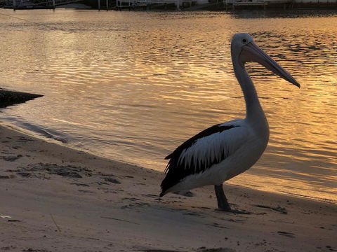 Pelican Cove Apartments - Grafton Accommodation 1