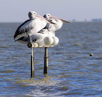 Pelican Perch Retreat - Grafton Accommodation