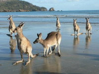 Book Seaforth Accommodation Vacations Grafton Accommodation Grafton Accommodation