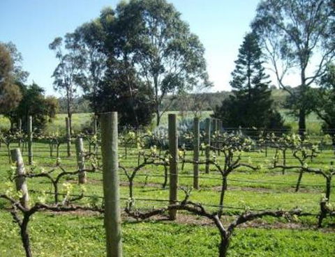 Southern Vales Bed & Breakfast - Grafton Accommodation 1