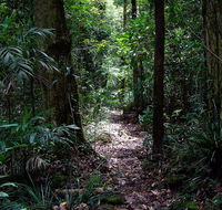 Springbrook Lyrebird Retreat - Grafton Accommodation