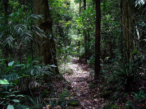 Springbrook Lyrebird Retreat - Grafton Accommodation 0