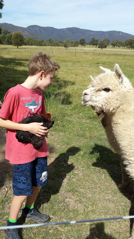 Starline Alpacas Farmstay Resort - Grafton Accommodation 3