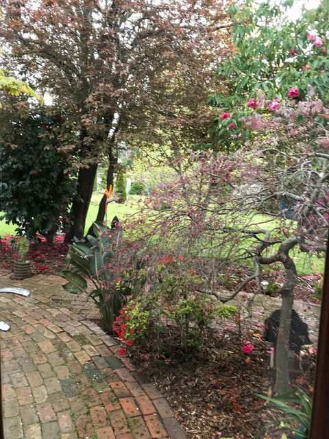 Stony Rise Cottage B&B - Grafton Accommodation 1
