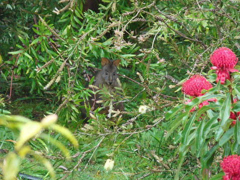Southern Forest Accommodation - Grafton Accommodation 12