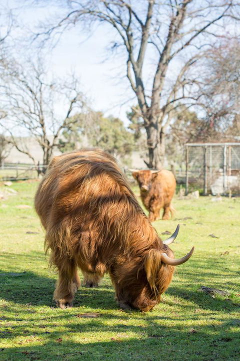 Ratho Farm - Grafton Accommodation 4