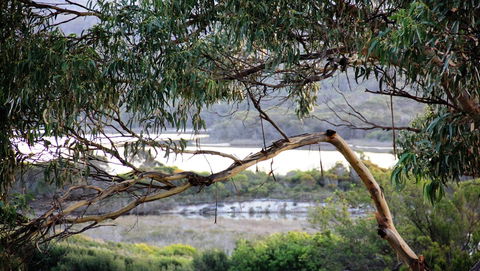 KINGFISHER COTTAGE Beachfront At The Binalong Bay - Grafton Accommodation 17