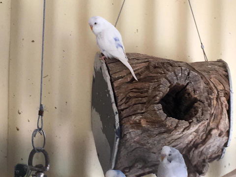 Blue Wren Bungalow - Grafton Accommodation 12