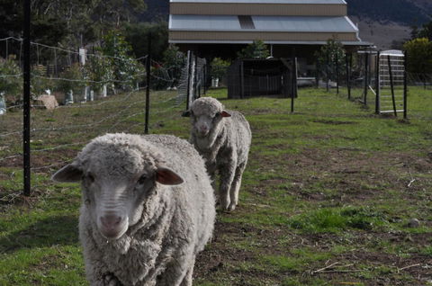 Taras Richmond Farmstay - Grafton Accommodation 14