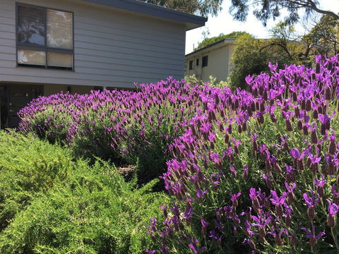 Kookas Retreat - Grafton Accommodation 14