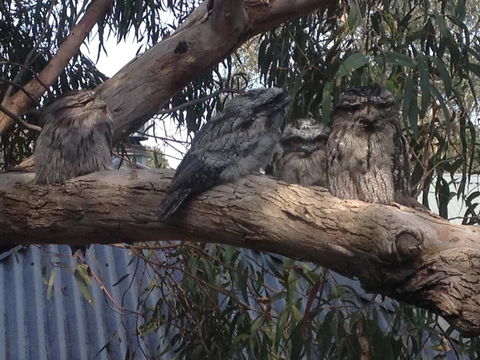 Kookas Retreat - Grafton Accommodation 15