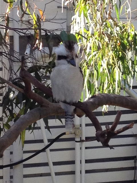 Kookas Retreat - Grafton Accommodation 16