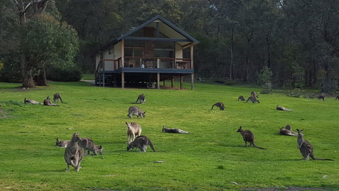 Yering Gorge Cottages - Grafton Accommodation 6