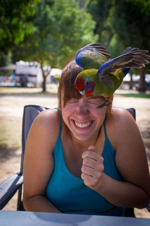 Halls Gap Lakeside Tourist Park - Grafton Accommodation 5