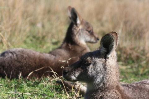 Halls Gap Lakeside Tourist Park - Grafton Accommodation 2