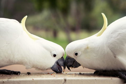 Halls Gap Lakeside Tourist Park - Grafton Accommodation 9