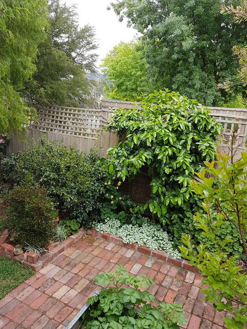 Healesville House - Fig Tree House - Grafton Accommodation 21