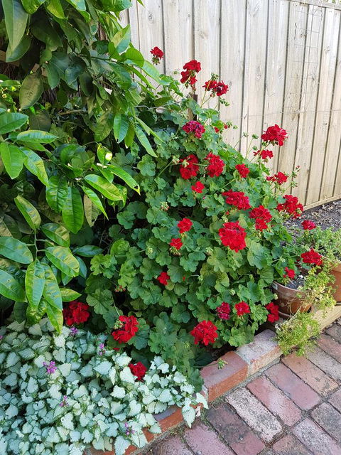 Healesville House - Fig Tree House - Grafton Accommodation 18