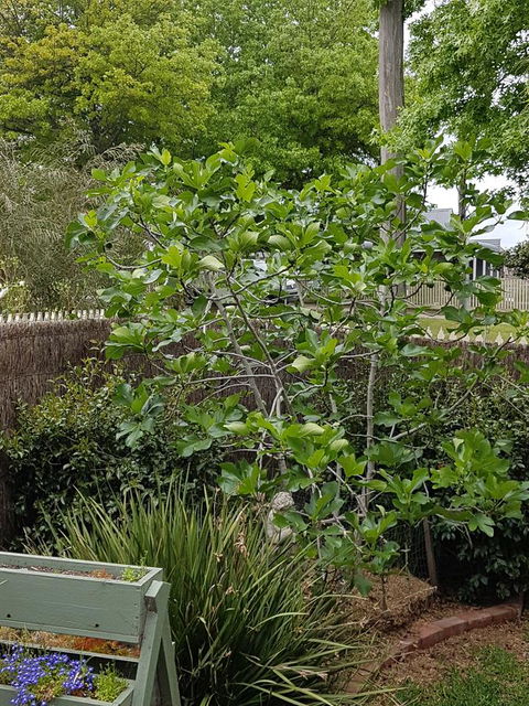 Healesville House - Fig Tree House - Grafton Accommodation 20