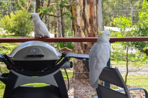 Blue Ridge Retreat - Grafton Accommodation 3