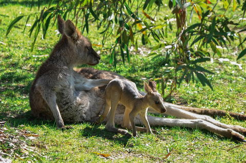 Blue Ridge Retreat - Grafton Accommodation 9