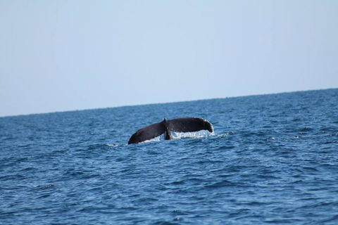 The Cove Holiday Village - Grafton Accommodation 1