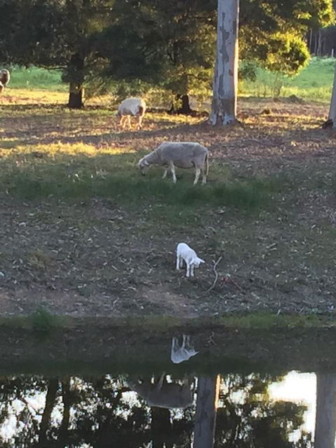 Tree Of Love Farm Stay - Grafton Accommodation 2