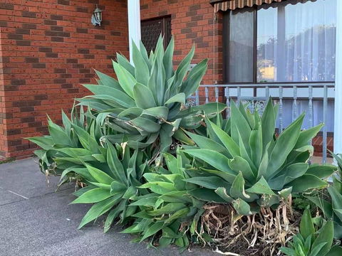 Vintage House In Bentleigh East - Grafton Accommodation 1