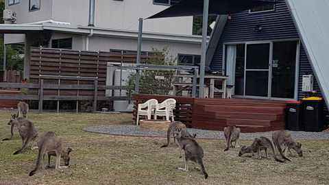 The A-Frame - Grafton Accommodation 3