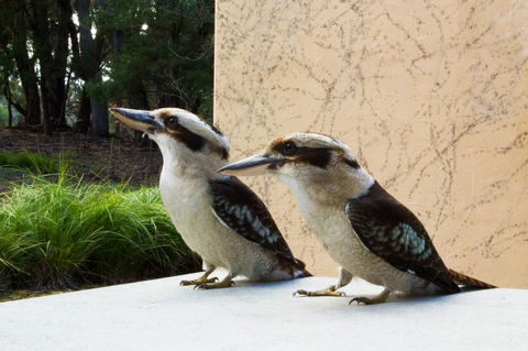 Marwood Villas - Grafton Accommodation 13