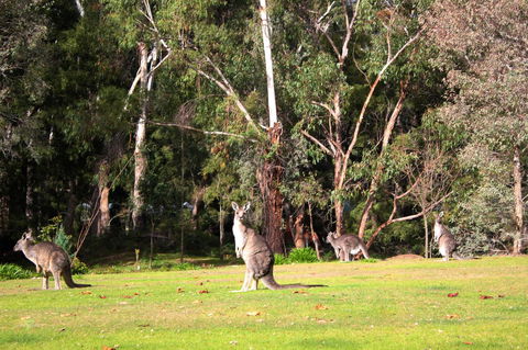 Marwood Villas - Grafton Accommodation 28