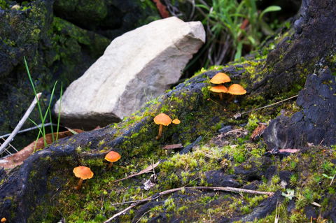 Marwood Villas - Grafton Accommodation 29