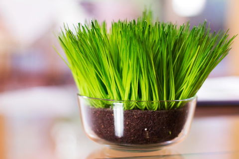 Marwood Villas - Grafton Accommodation 17