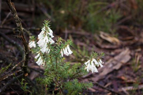 Marwood Villas - Grafton Accommodation 37