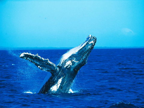 La Mer Sunshine Beachfront - Grafton Accommodation 19