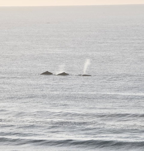 Beach Break - Grafton Accommodation 16