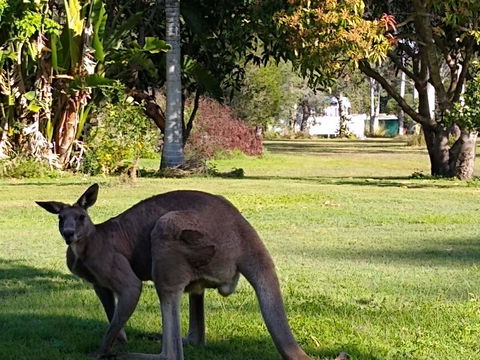 Lake Weyba Noosa Lodge & Kangaroos - Grafton Accommodation 24