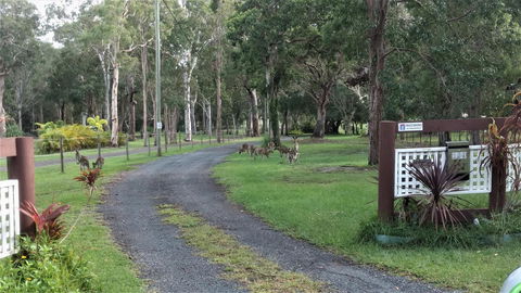 Lake Weyba Noosa Lodge & Kangaroos - Grafton Accommodation 42