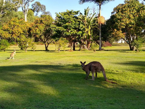 Lake Weyba Noosa Lodge & Kangaroos - Grafton Accommodation 8