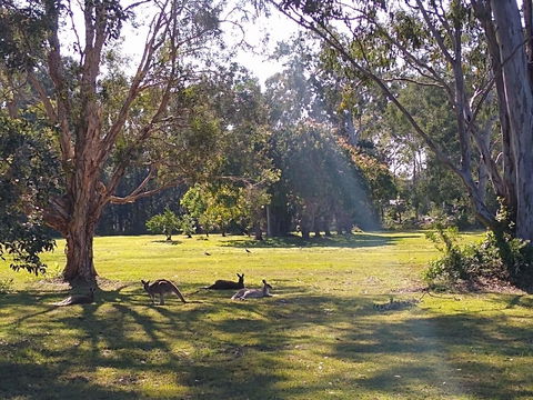Lake Weyba Noosa Lodge & Kangaroos - Grafton Accommodation 4