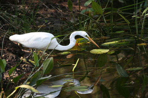 Lake Weyba Noosa Lodge & Kangaroos - Grafton Accommodation 33