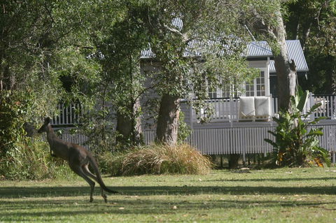 Lake Weyba Noosa Lodge & Kangaroos - Grafton Accommodation 31