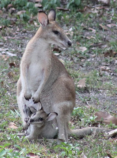 Airlie Beach Eco Cabins - Adults Only - Grafton Accommodation 40