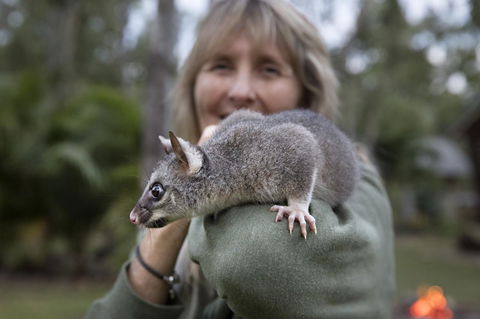 Airlie Beach Eco Cabins - Adults Only - Grafton Accommodation 11
