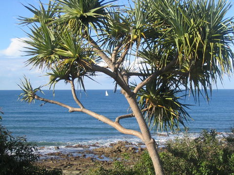 Headland Tropicana Resort - Grafton Accommodation 39